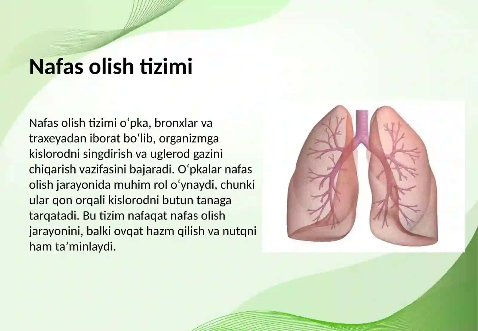 Odam va uning organlari tizimi tuzilishi va vazifalari 4