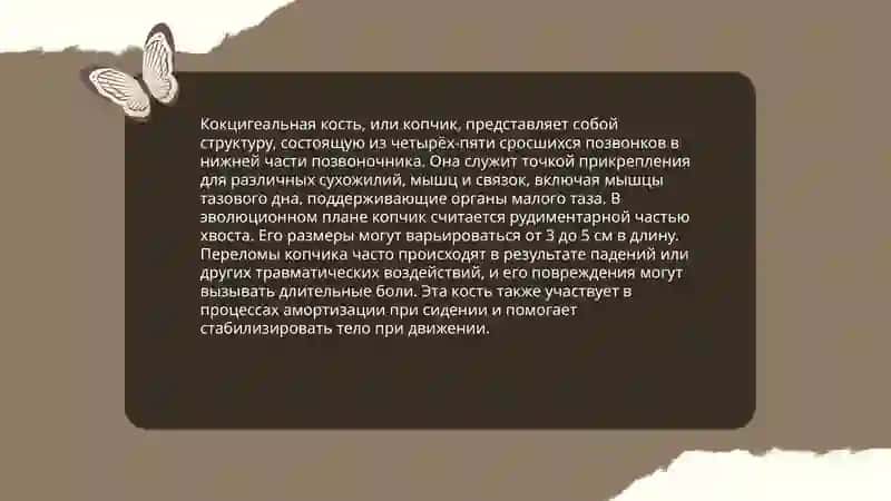 Кости пояса нижней конечности. 4