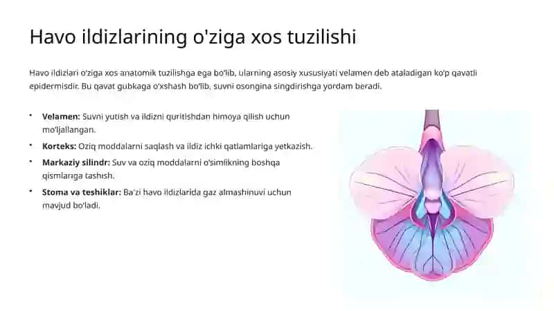 Vegetativ organlar: Havo ildizlari, Tuzilishi va Ahamiyati 4