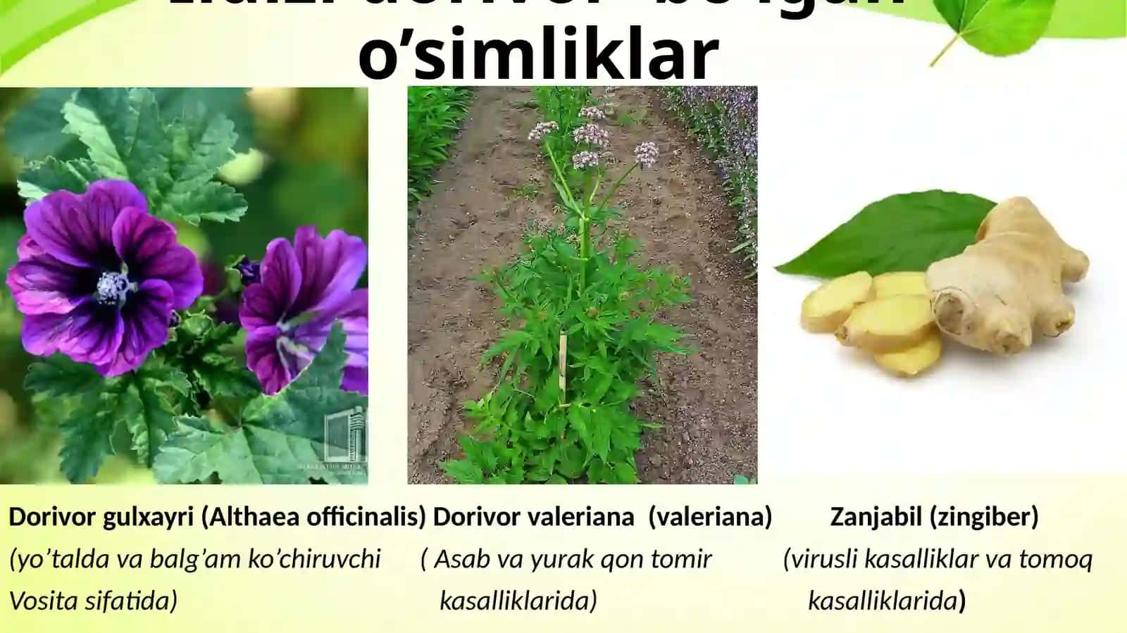 Dorivor o’simliklarni tayyorlash, quritish, idishlarga joylashtirish va saqlash 4
