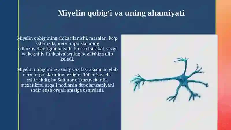 Neyronning tuzilishi va funktsiyalari 4