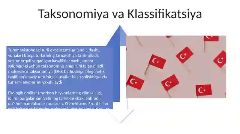 Aphaniptera turkumi 4