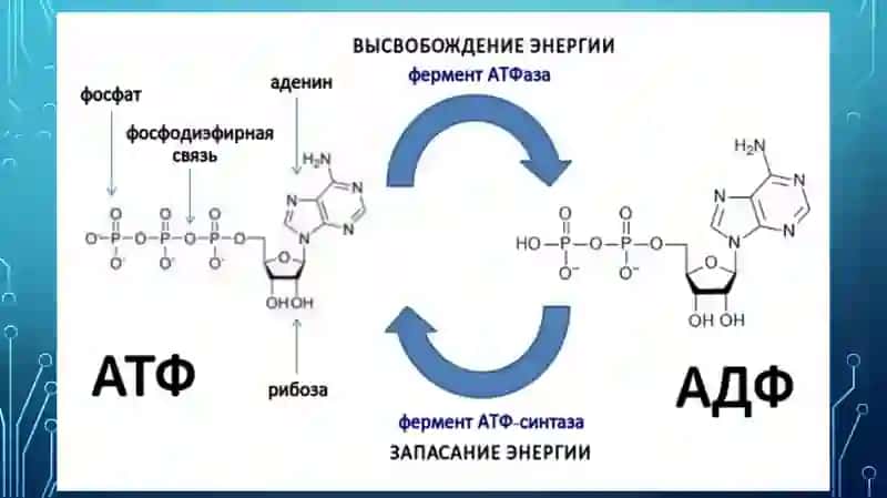 Энергетический обмен 4