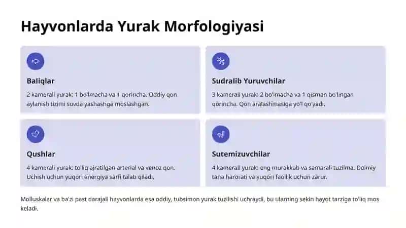 Yurak Morfologik Variatsiyalari 4