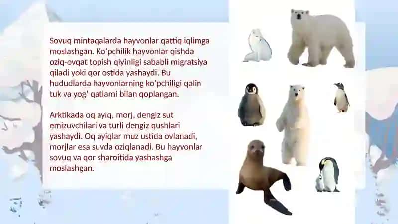 Sovuq iqlim mintaqalarining tabiat zonalari: o‘simlik va hayvonot dunyosi 4