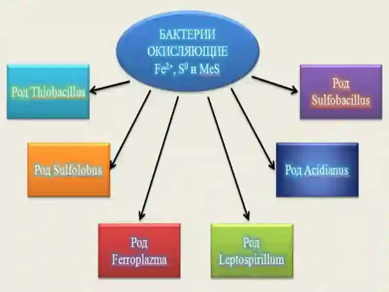 Микробиологияда металларни ҳалқалаш 4