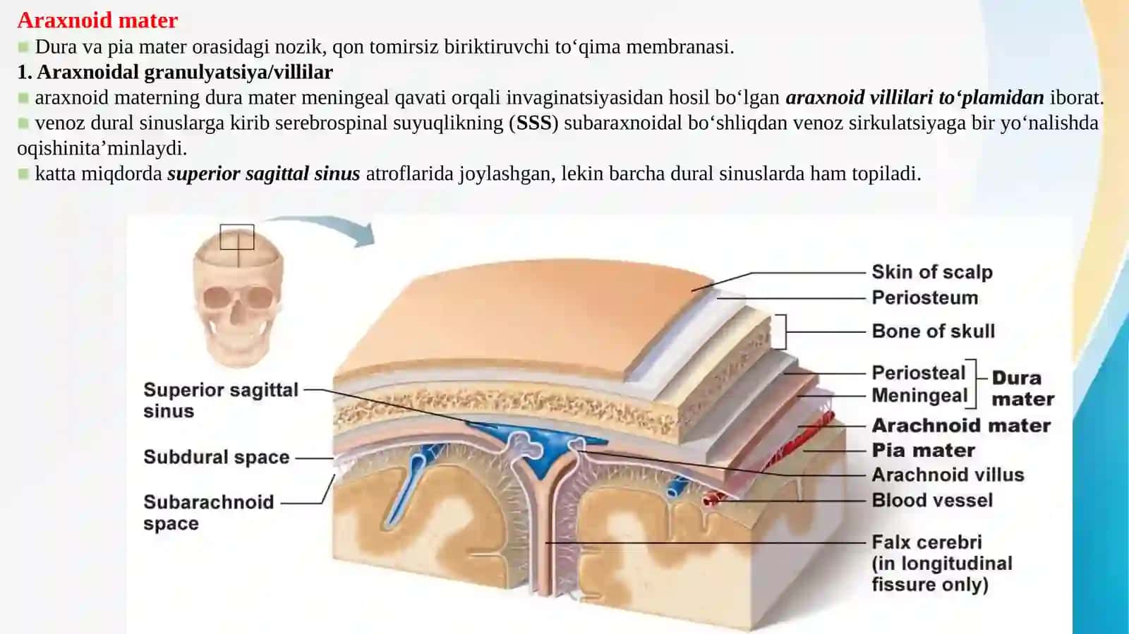 Miya pardalari, Meningial boʻshliqlar va Qorinchalar 4