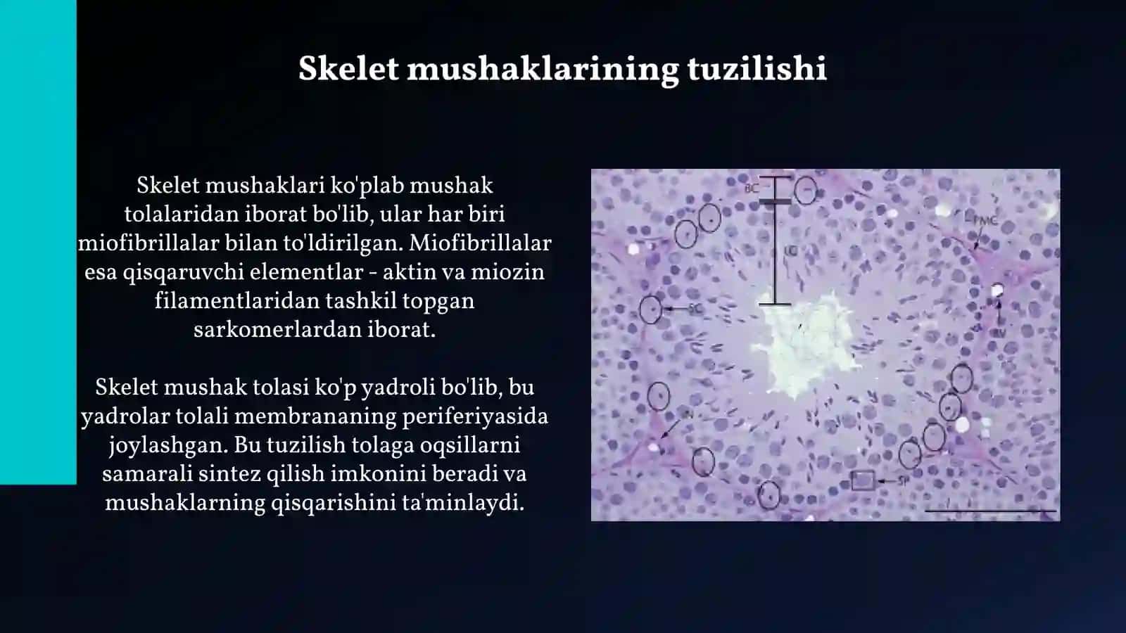 Mushak toʻqimasi 4