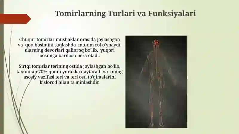 Tomirlar Tizimi Anatomiyasi 4