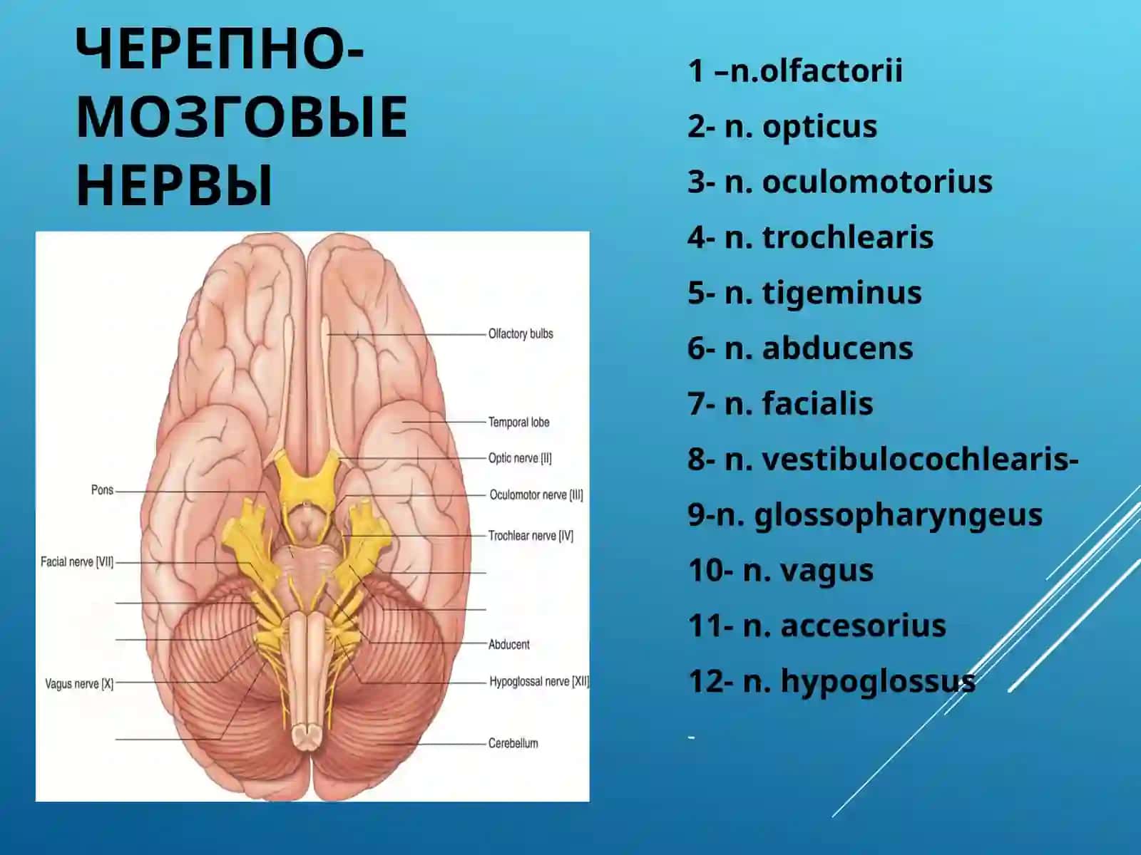 Функциональная анатомия черепно-мозговых нервов 4