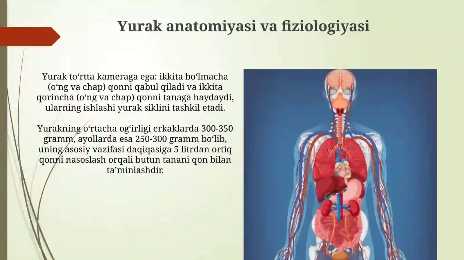 Fizologiya faniga kirish qon aylanish tizimining fizologik asoslari 4