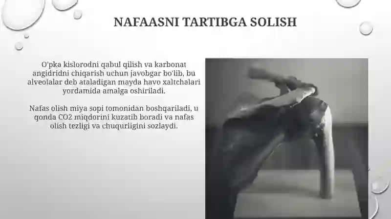 Nutq nafas bo'limining anatomo-fiziologik faoliyati 4