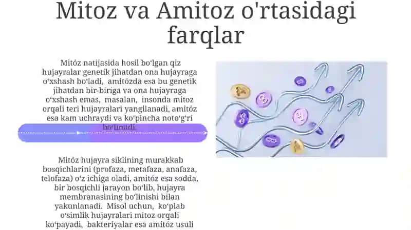 Meyoz va Amitoz o'rtasidagi farqlar 4