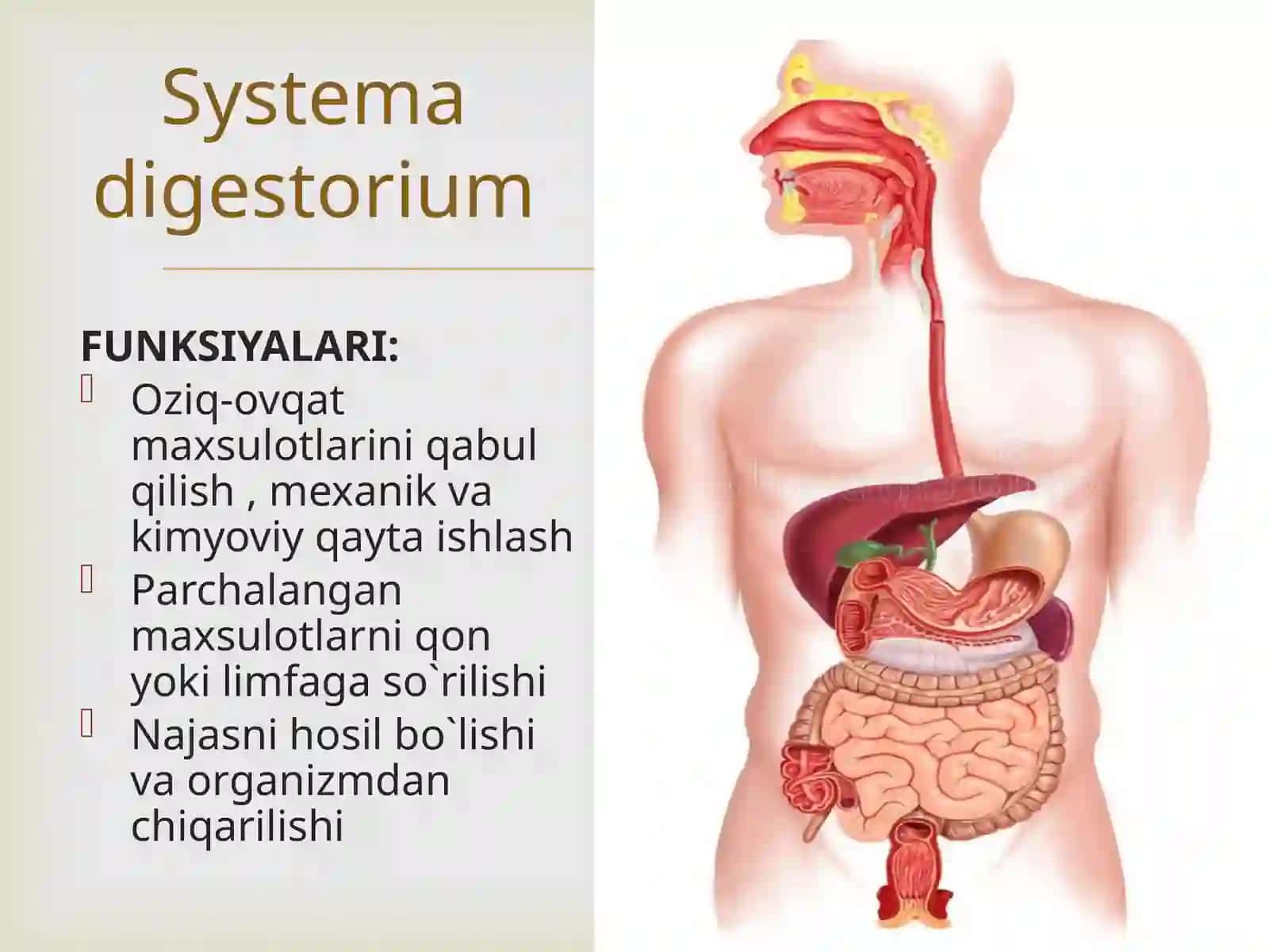 Hazm sistemasi: og`iz bo`shlig`i a`zolari, so`lak bezlari, halqum 4