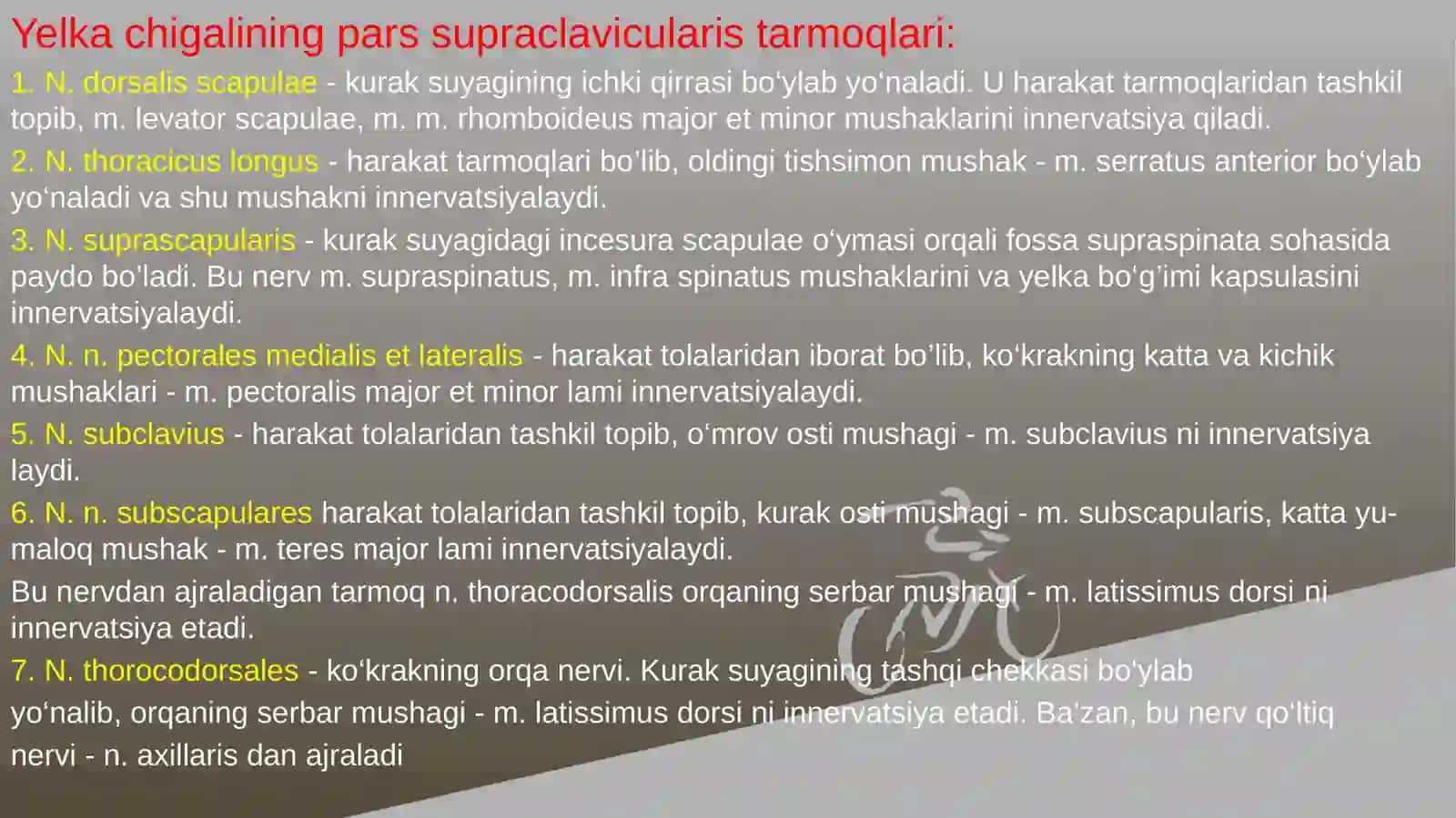 Yelka chigalining hosil bo’lishi va uning qisqa shoxlari 4