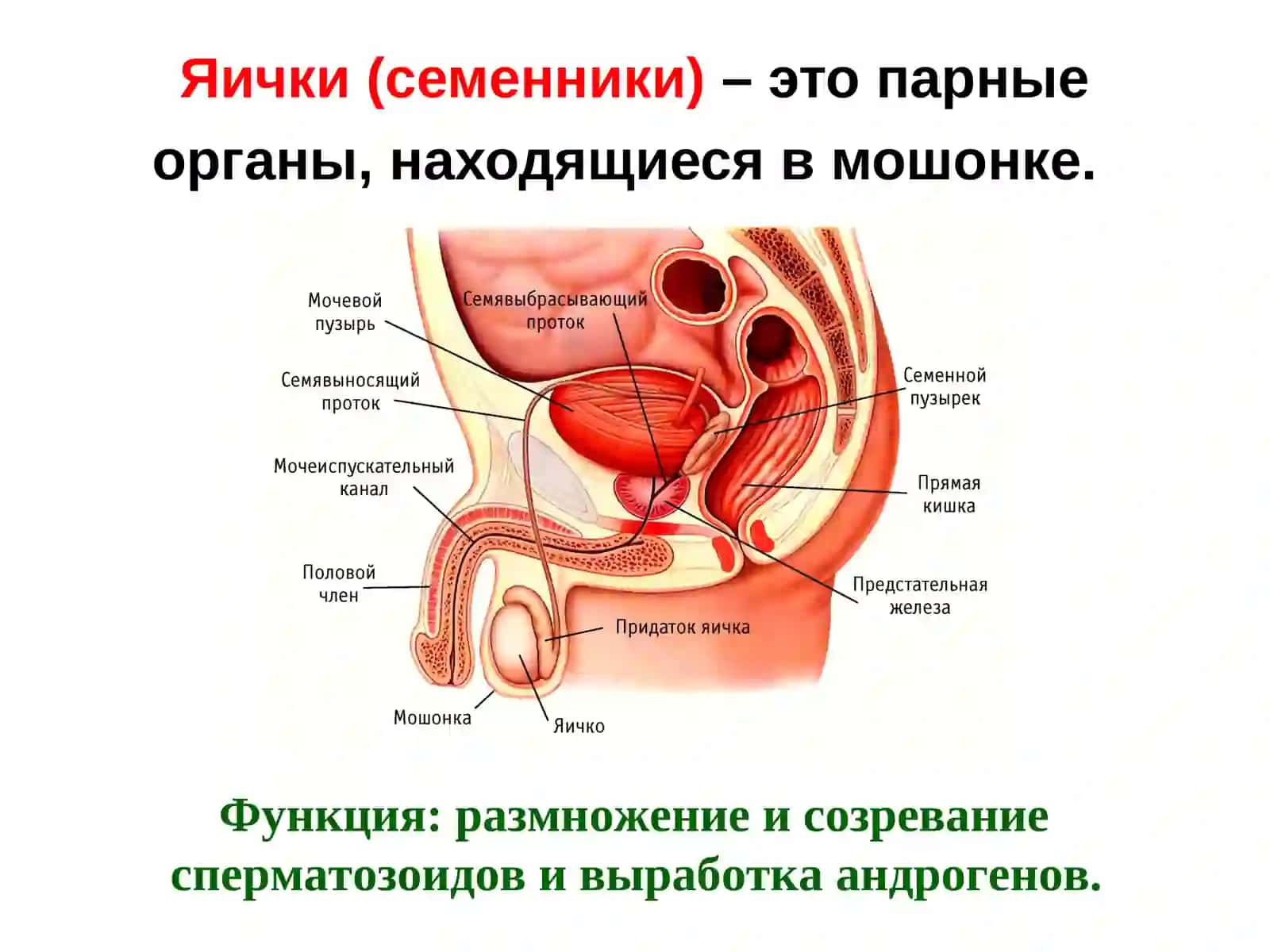 ПОЛОВАЯ СИСТЕМА 4