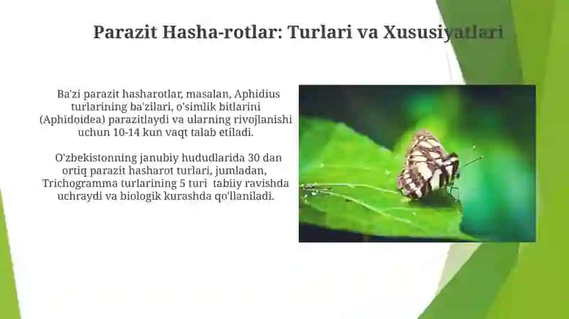 Yirtqich Hasharotlar va ularni koʻpaytirish 4