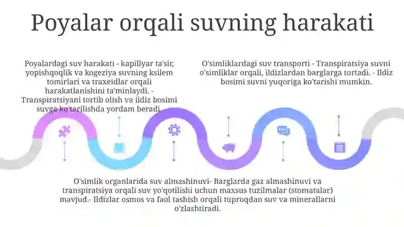 Turli Ekologik Guruh O'Simliklarida Suv Almashinuvi 4