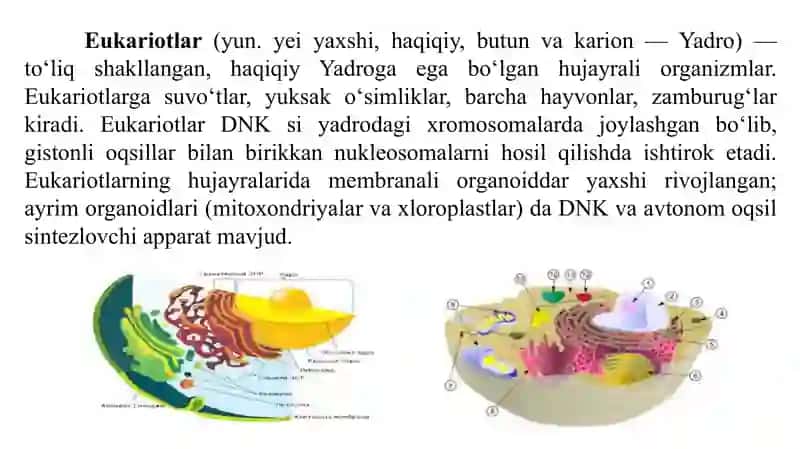 BAKTERIYALARNINGSHAKLI, HUJAYRA TUZILISHI VA HARAKATLANISHI 4