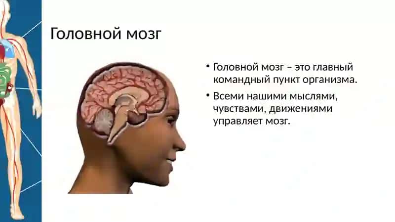 Строение тела человека 4