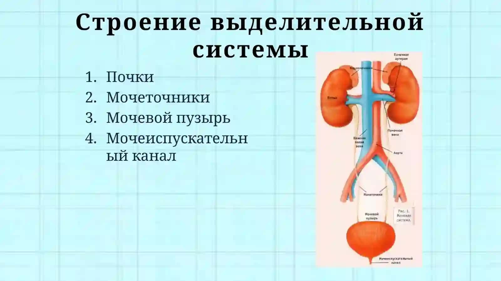 Выделительная система человека 4