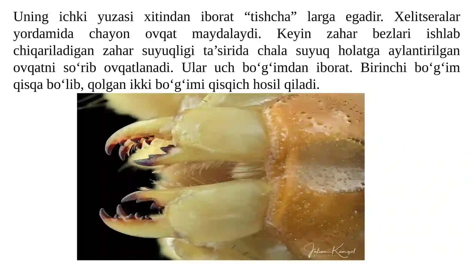 O‘rgimchaksimonlar sinfi (chayon, falanga, qoraqurt, kana)ning tuzilishini o‘rganish 4