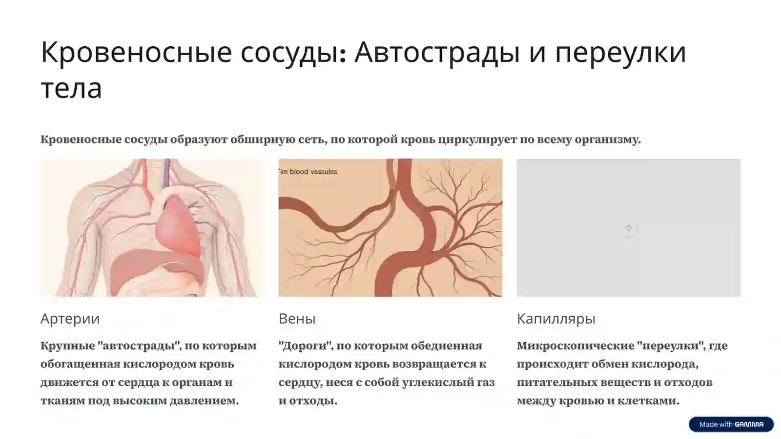 Система кровообращения: Сложный механизм жизни 4