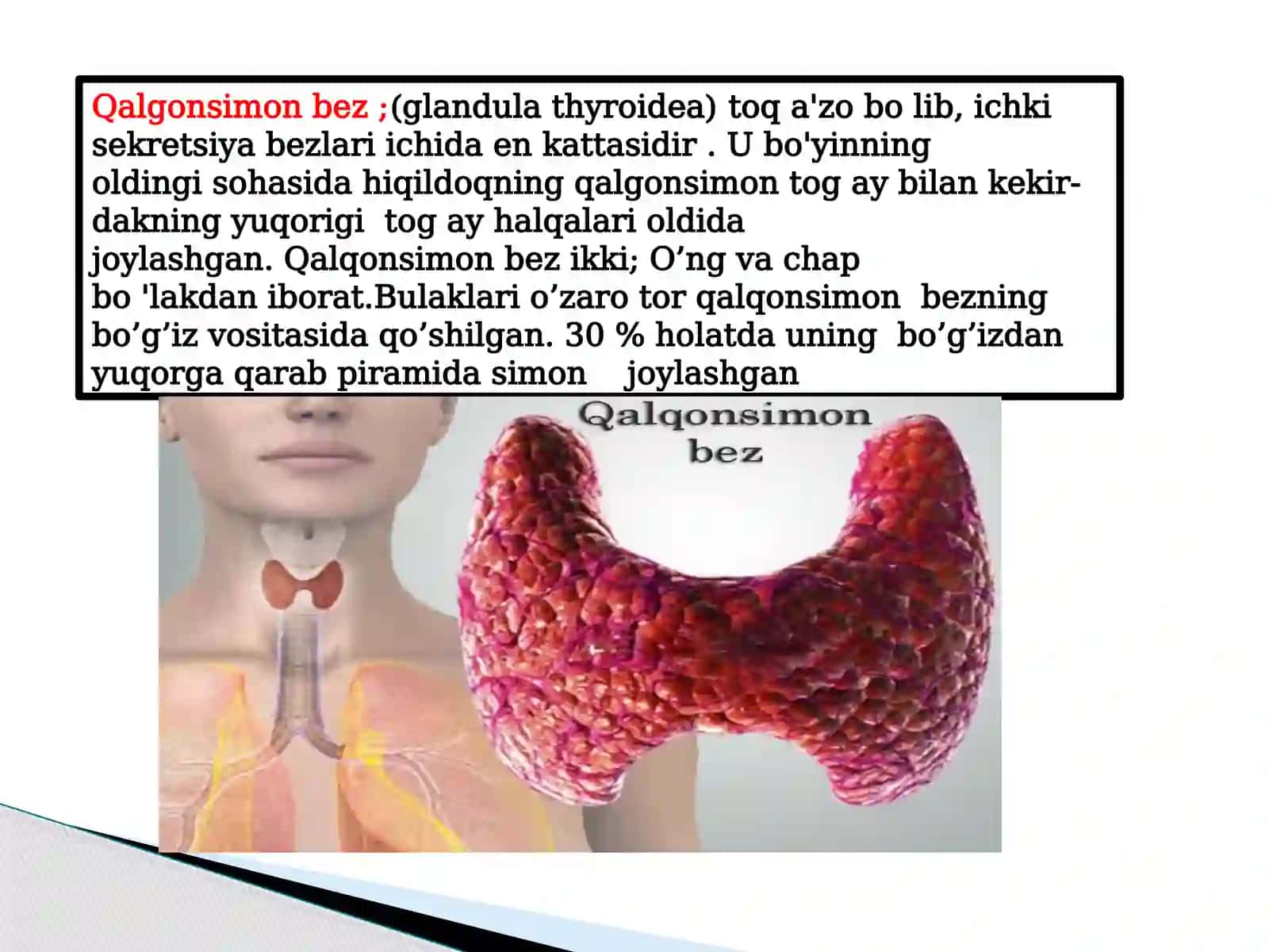ENDOKIRN TIZIM ICHI SEKRITSIA BEZLARI TUZLISHI 4