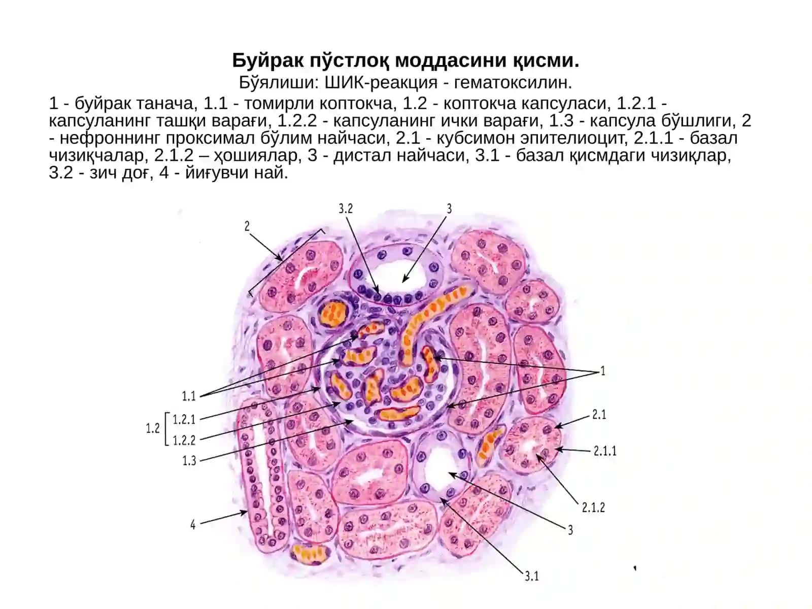 Сийдик айирув системаси 4