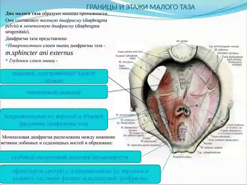 Топографическая Анатомия и оперативная хирургия таза 4
