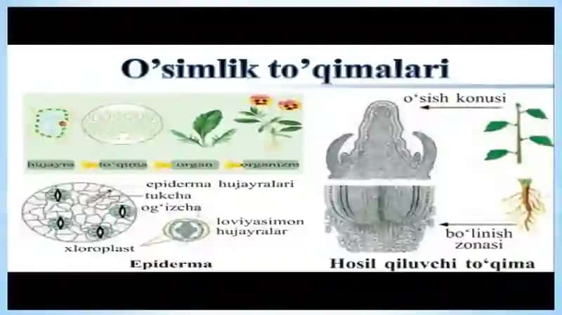 O`simlikto`qimalari 4
