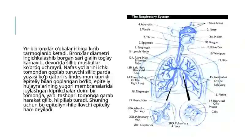 Nafas olish a’zolari tizimi 4