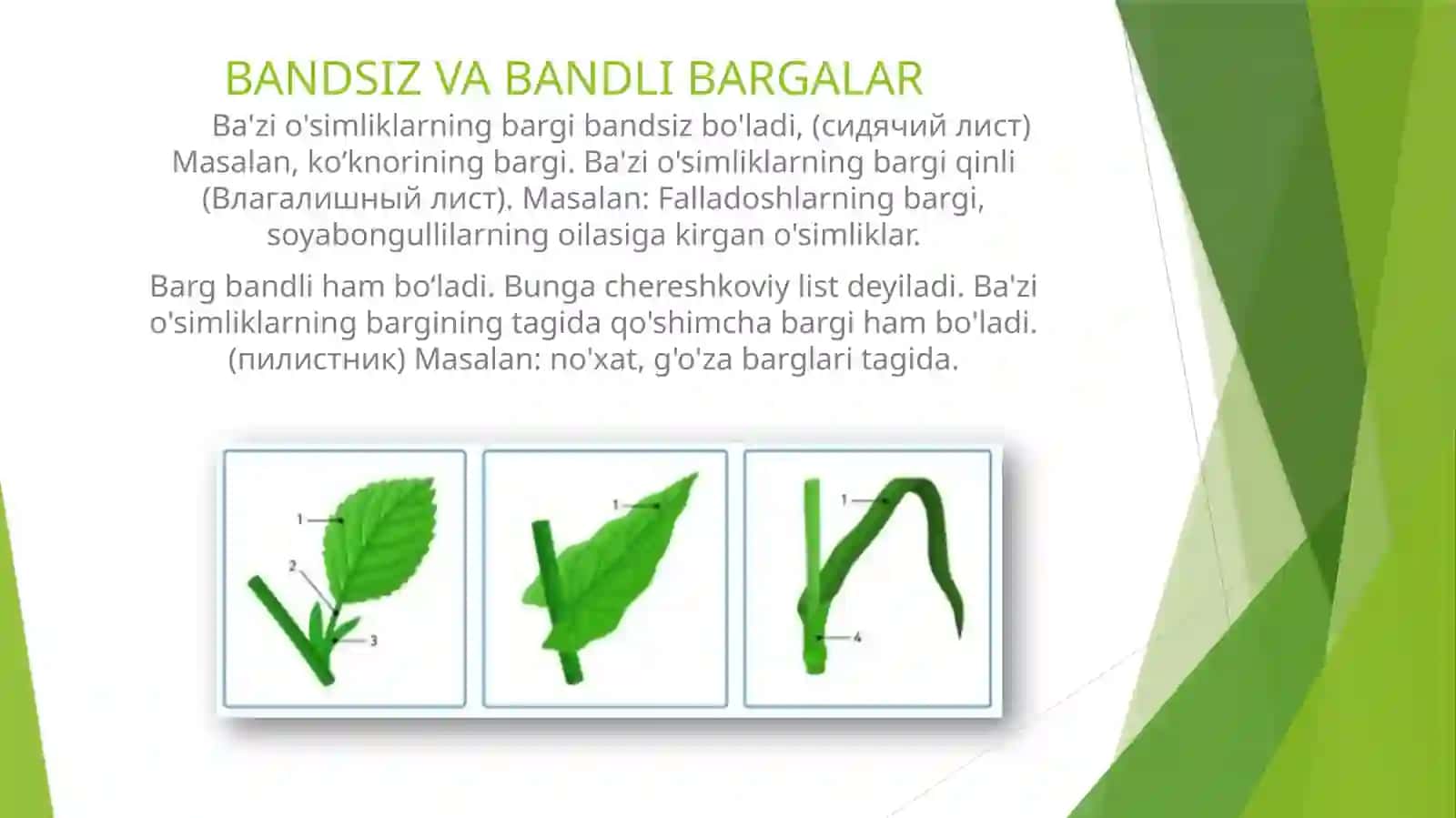 BARG MORFOLOGIYASI FIZOLOGIYASI ANATOMIYASI 4