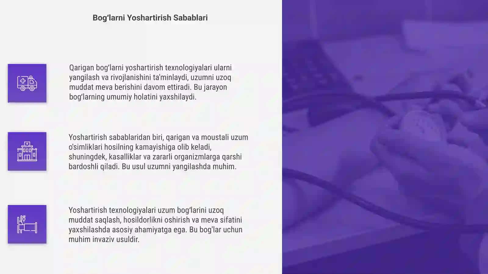 Qarigan bogʻlarni yoshartirish texnologiyasi 4