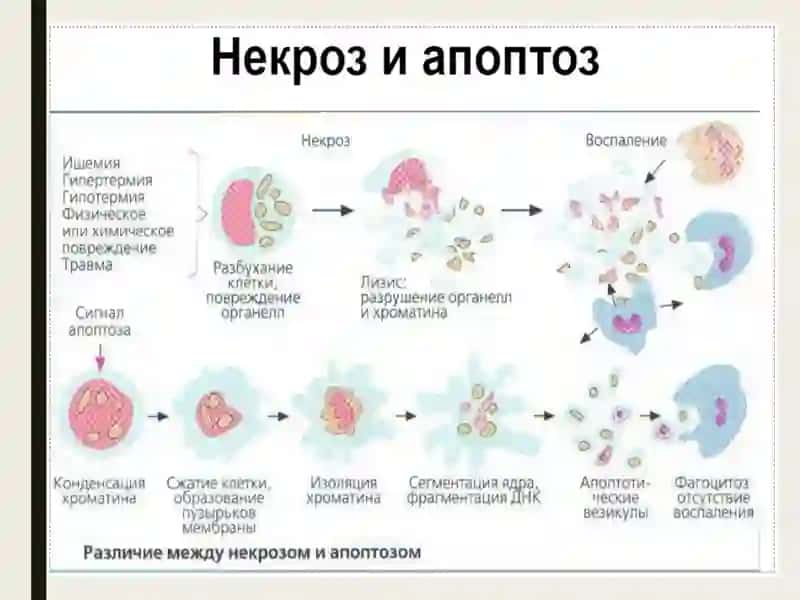Apoptozmexanizmlari 4