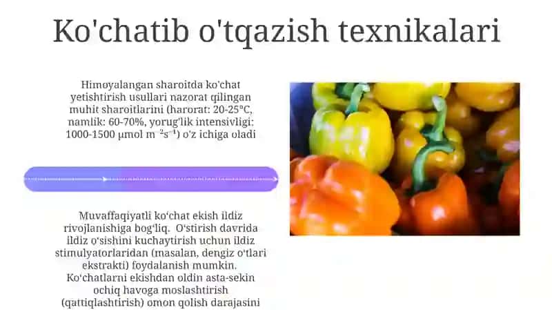 Himoyalangan yerlarda sabzavot kochatlarini yetishtirish usullari 4