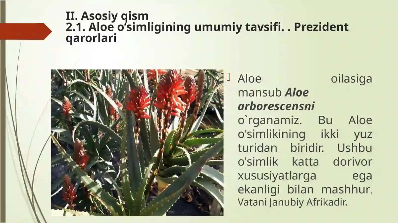 Daraxtsimonaloe'nin bioekologiyasi va urug`chiligi 4