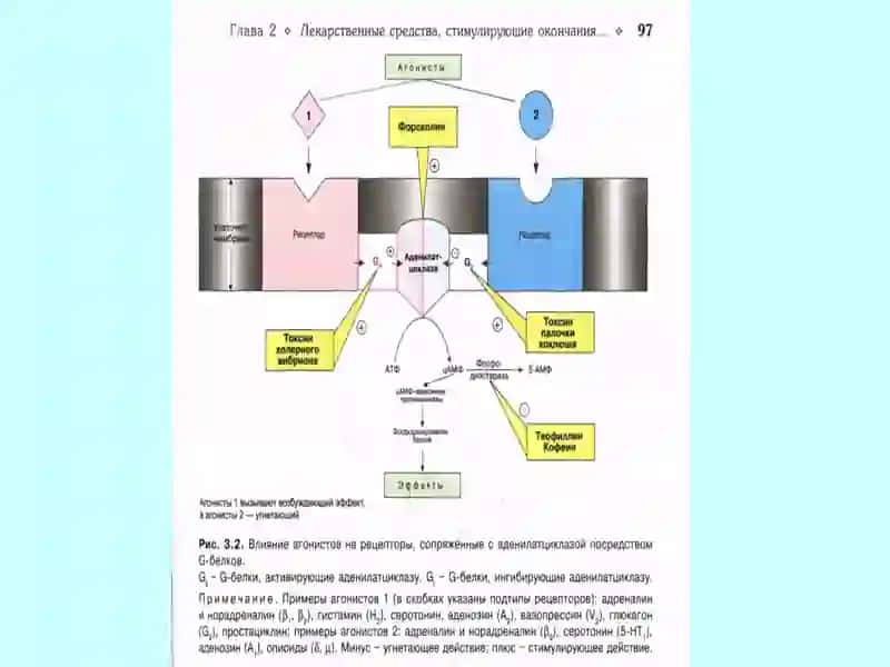 ХОЛИНЕРГИК СИНАПСЛАРГА ТАСИР ҚИЛУВЧИ ВОСИТАЛАР 4