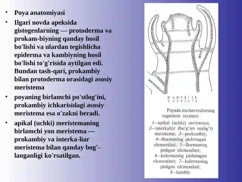 BIOLOGIYA YO'NALISHI 103B- GURUH TALABASI DILMURODOVA MARJONA 4