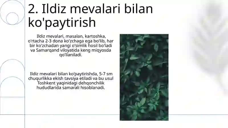 O'simliklarning vegetativ ko'payishi 4