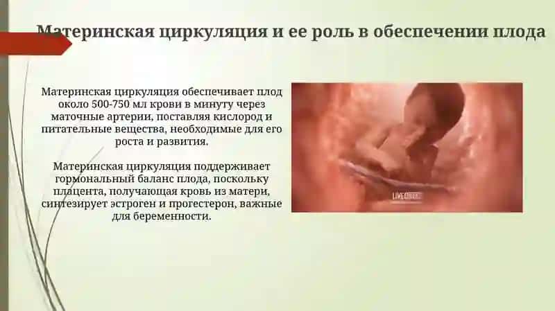 Кровообращение в утробе матери и изменения после рождения 4