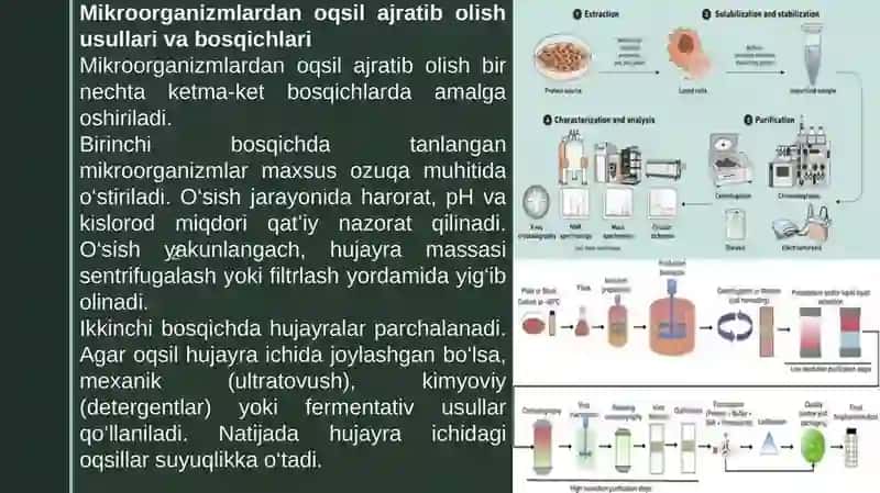 Endofitlardan oqsil ajratib olish 4