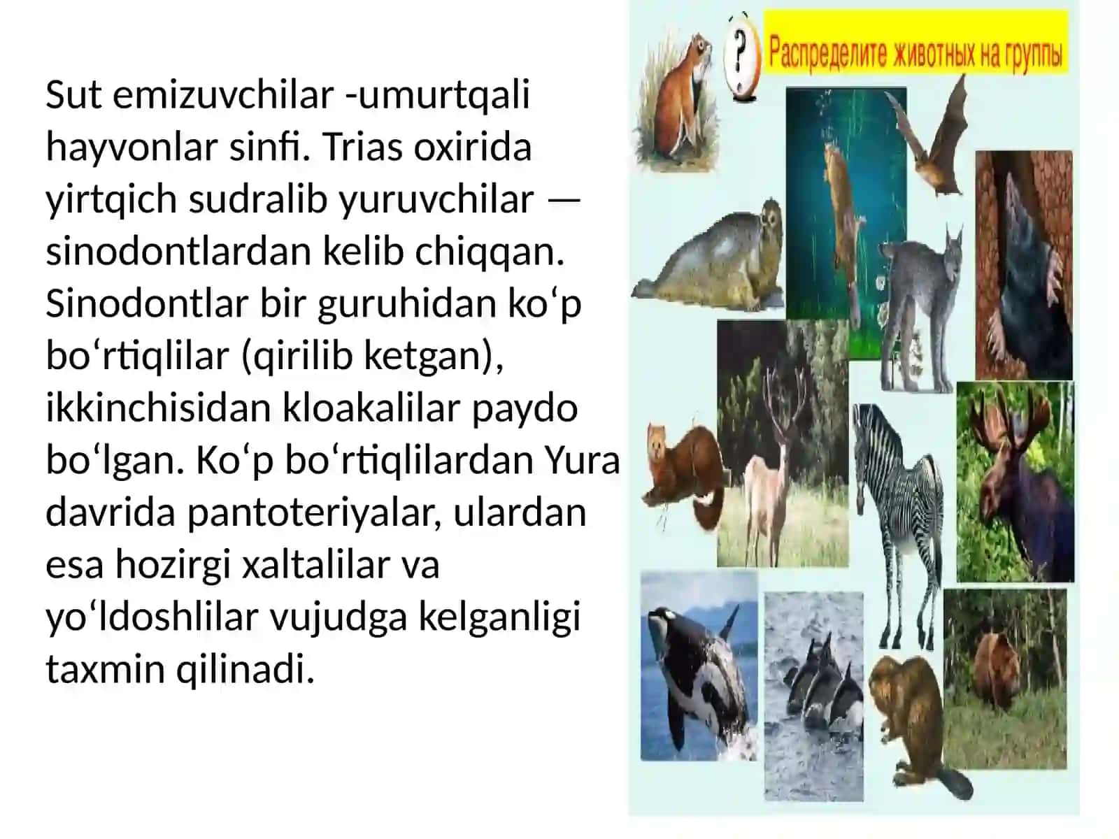 Sutemizuvchilar 4
