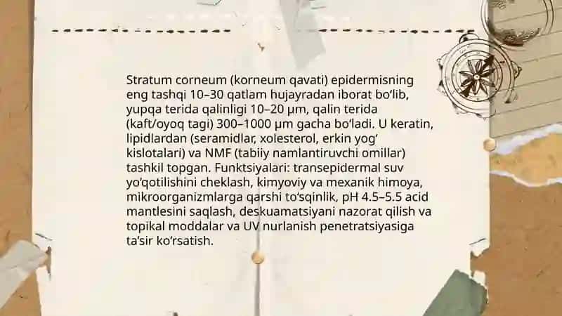Teri turlari fototiplari yuz anatomyasi 4