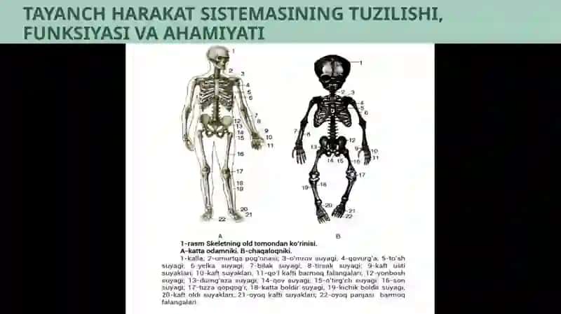 TAYANCH HARAKATLANISH SISTEMASI 4