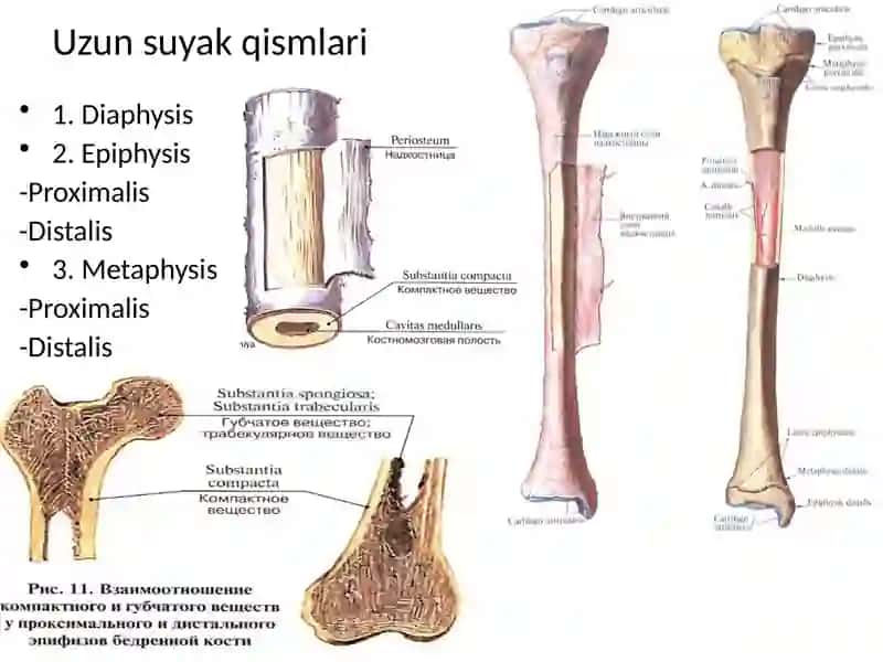 Umumiy osteologiya. Skelet haqida umumiy tushuncha. Sathlar haqida tushuncha. Boshlang’ich terminologiya. Suyaklarning tuzilishi. Bo’yin, ko’krak, bel va dumg’aza umurtqalari, ularning yoshga doir xususiyatlari 4