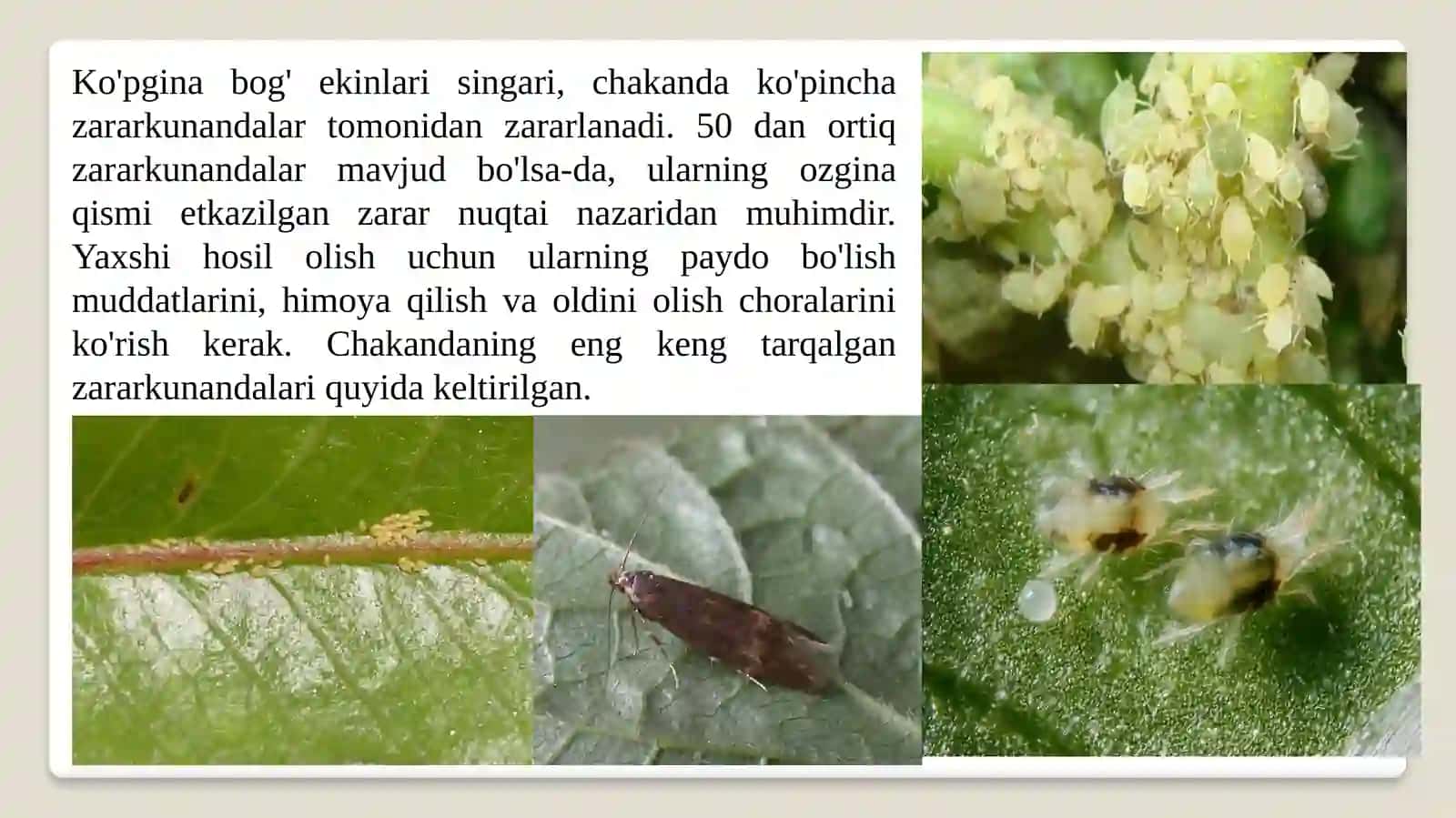 CHAKANDA (OBLEPIXA)NING ZARARKUNANDAVA KASALLIKLARI HAMDAULARGA QARSHIBIOLOGIKKURASH CHORALARI 4