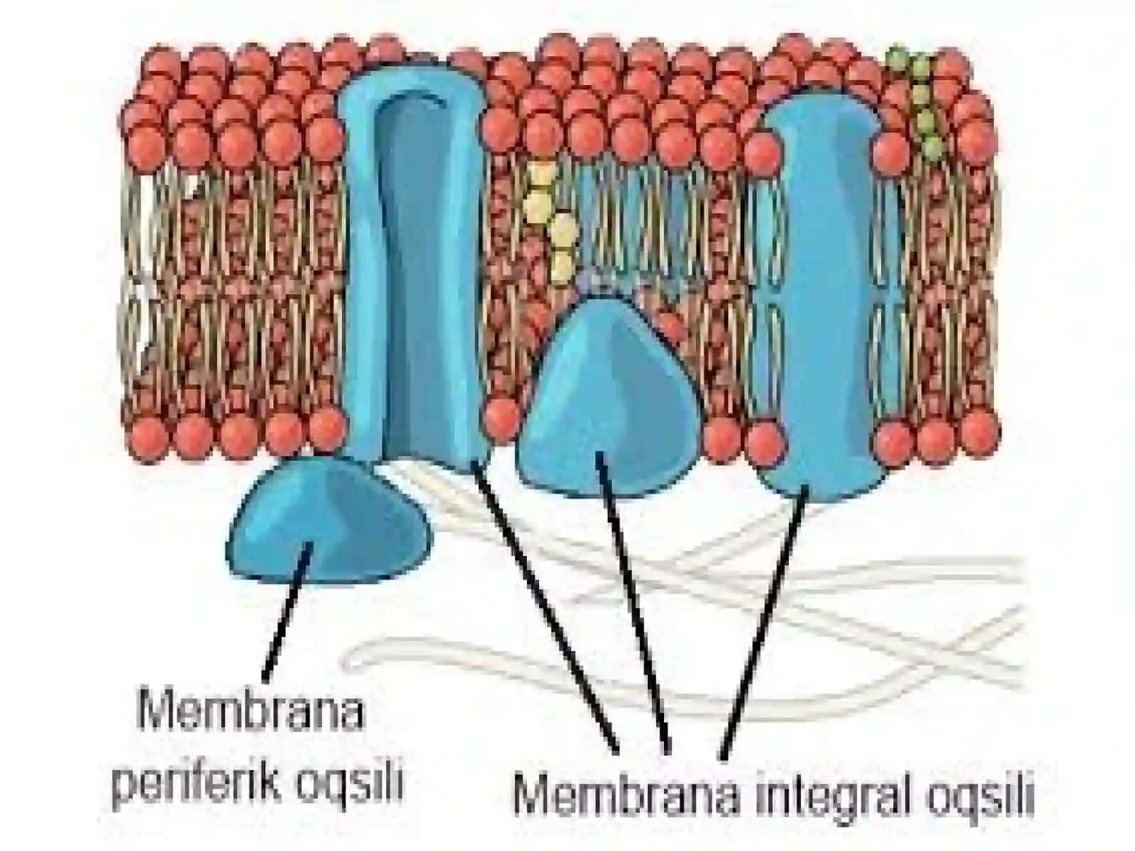 Membrana buzilishlari patalogik jarayon kelib chiqishdagi o’rni 4