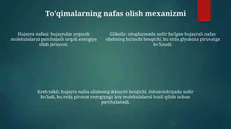 ToʻQimadagi Nafas Fiziologiyasi 4