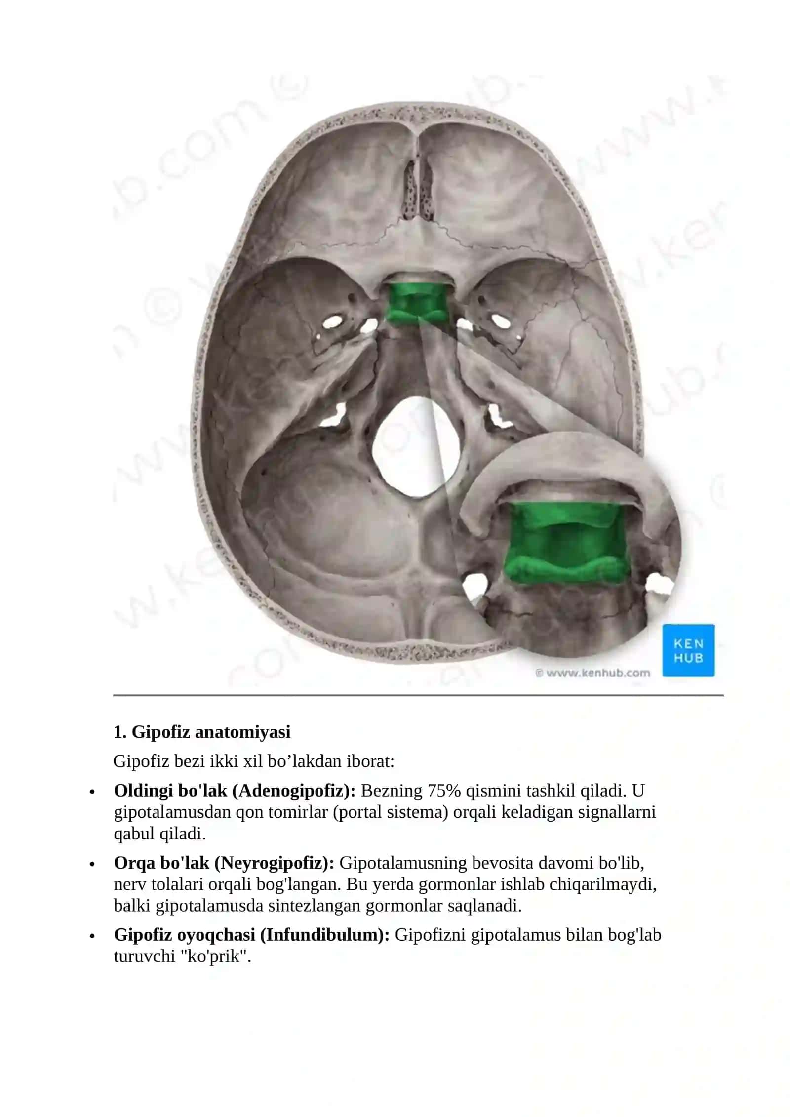 Endokrin sistema 4